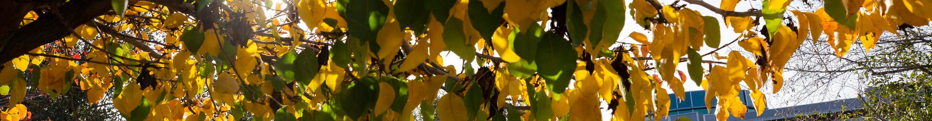 UCR Fall Colors